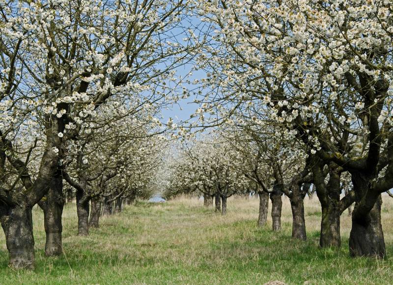 Quelle est la meilleure période pour l'élagage d'un arbre fruitier à Castelnau le Lez 34170